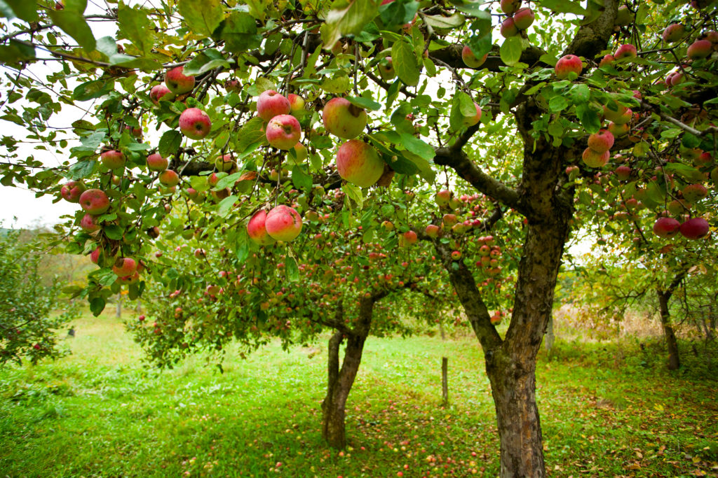 Beautiful apple orchard.