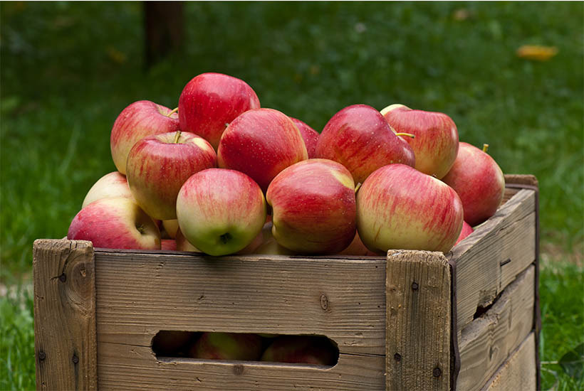 Apples in crate.